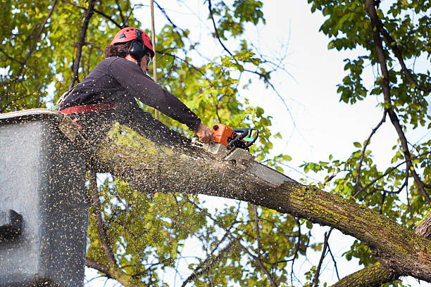 Best Fruit Tree Pruning  in Twin City, GA