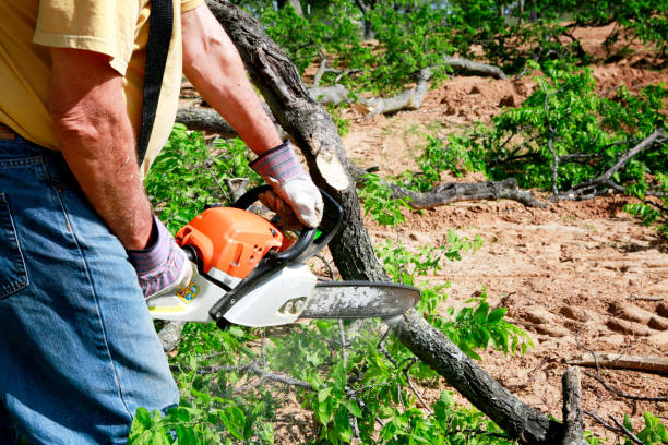 Why Choose Our Tree Removal Services in Twin City, GA?